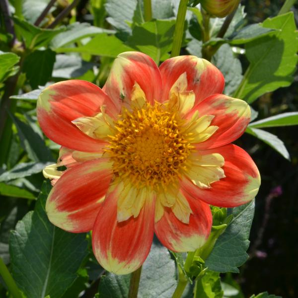 GartenDahlie Dahlia × hortensis Bienenroute